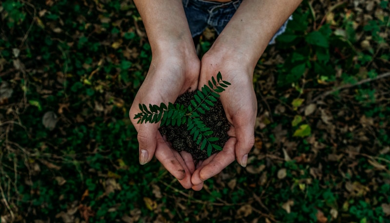 Real hands holding a small fern seedling
