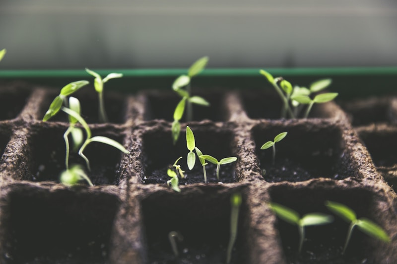 Young seedlings in starter tray